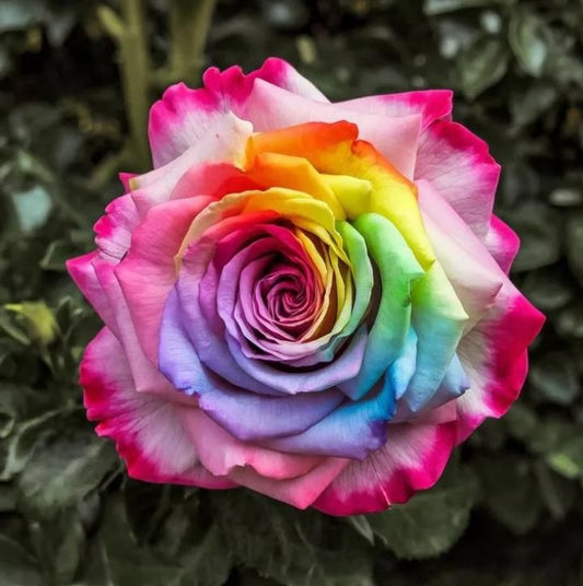 Rainbow Rose Seeds with Plant Growth Serum Pack of 2
