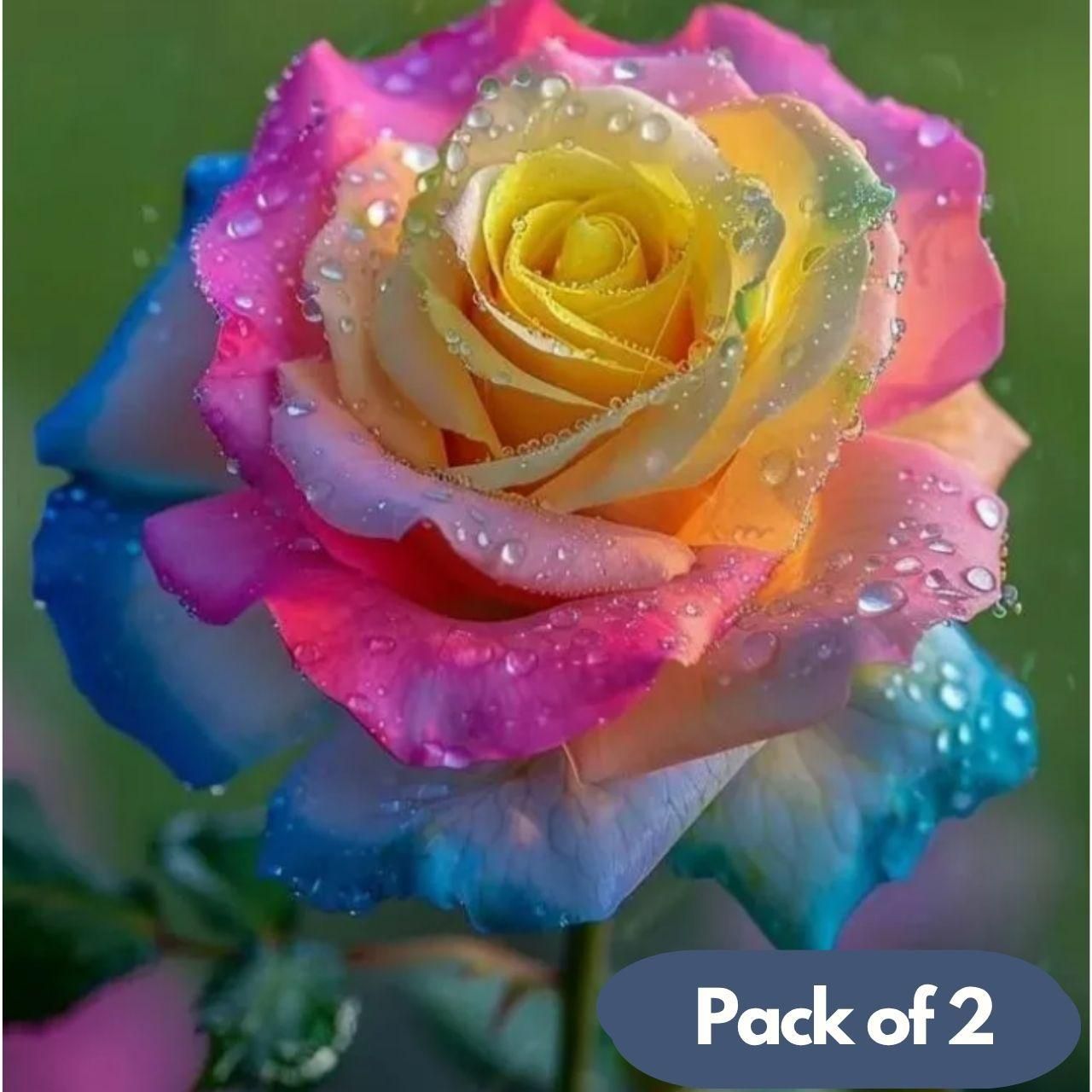 Rainbow Rose Seeds with Plant Growth Serum Pack of 2