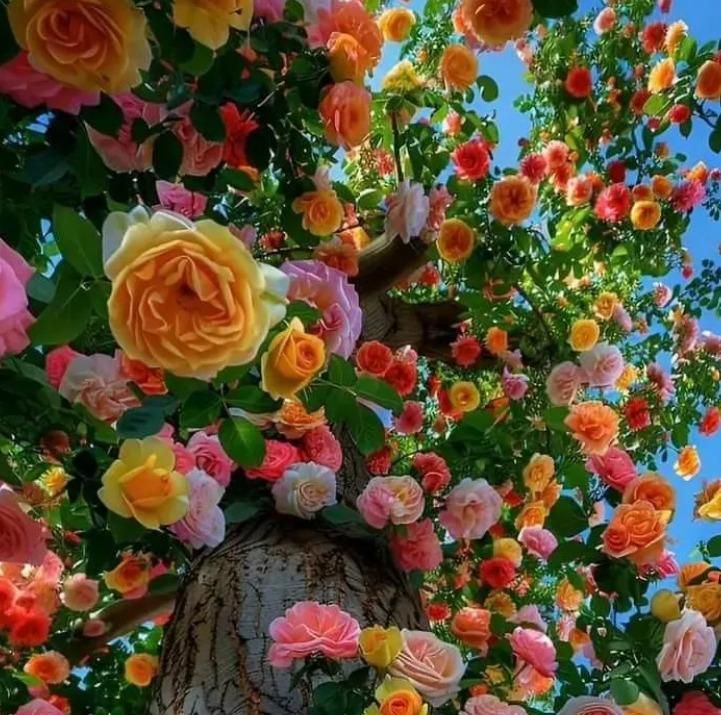 Rainbow Rose Seeds with Plant Growth Serum Pack of 2