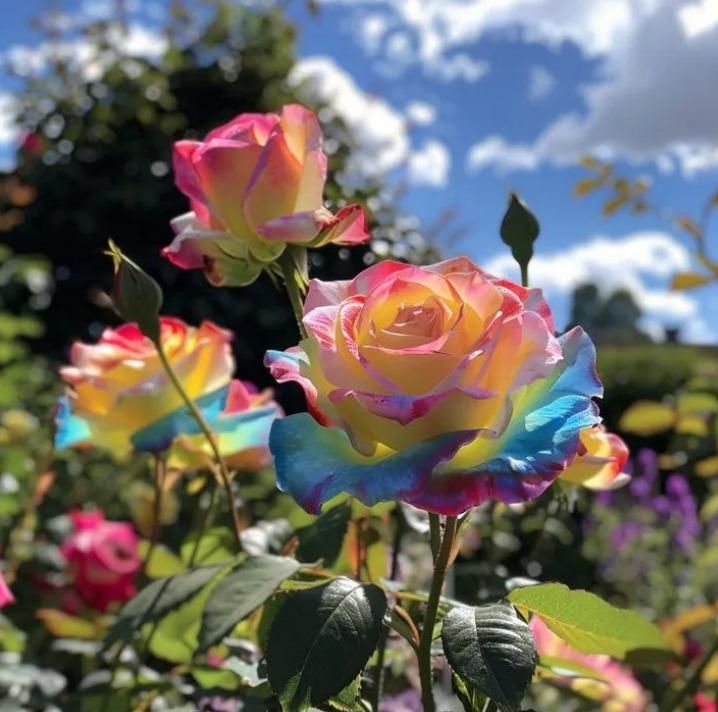 Rainbow Rose Seeds with Plant Growth Serum Pack of 2